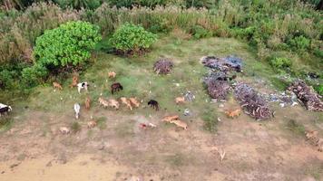 vista aérea manada de vacas cerca del basurero video