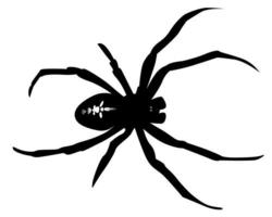 black silhouette of a spider on a white background vector