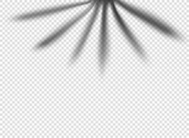 sombra de hoja de palma aislada sobre fondo transparente. plantilla vectorial para el diseño vector