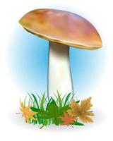 mushroom with leaves vector