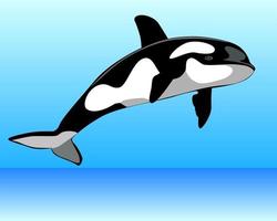 orca sobre el agua vector