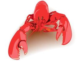 boiled lobster red on a white background vector