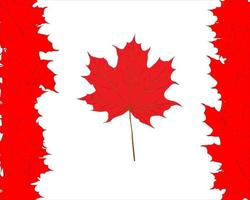 Symbol of Canada from maple leaves on a white background vector