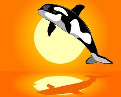 Killer Whale over the water vector