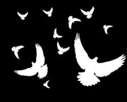 Silhouettes of group of white pigeons on a black background
