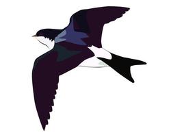 Flying swallow on a white background vector