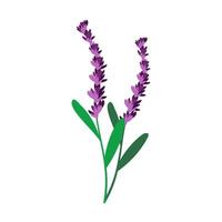 Lavender  on white background vector