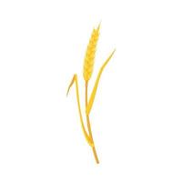 Ear wheat with spikes and an arc-shaped stalk, isolated on a white background. vector