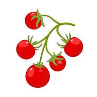 Branch of red cherry tomatoes. Vector illustration of vegetable plant.