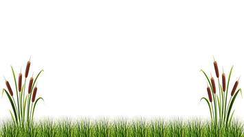 Reeds in marsh grass on white background. Vector illustration of summer landscape.