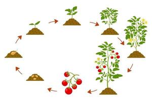 Development cycle of tomatoes. Botanical illustration of cultivation sequence of nightshade family