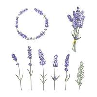 conjunto de flores de lavanda dibujadas a mano, conjunto de marco y ramo. elementos de ilustración floral vector