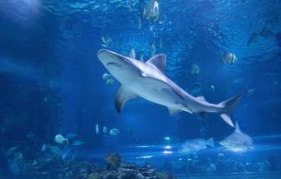 tiburón en tropicarium budapest