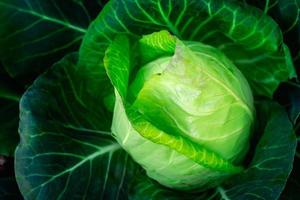 Top view of big fresh cabbage in the farm. photo