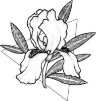 Iris. Doodle Flower. Line Art Illustration vector