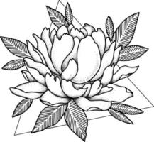 peonía. flor de garabato. ilustración de arte lineal. vector