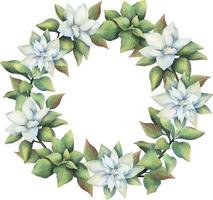 Watercolor wreath of white poinsettia flowers. Hand painted floral circle border with poinsettia branches isolated on white background. vector