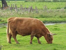 vacas en westfalia foto