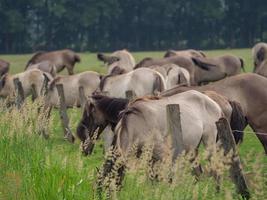 wild horses on a meadow in germany photo