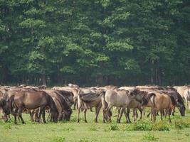 wild horses on a meadow in germany photo