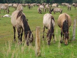Many wild horses in germany photo