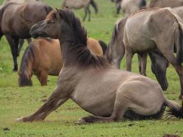 Many wild horses in germany photo