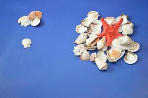 White shells and a red starfish on a blue background. Summer decorative composition of marine elements. Free space for text. photo