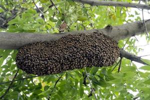 Swarm of bees gathered in a hive on a large branch. Background covered with green leaves under the bright sky photo