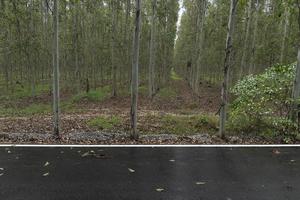 Horizontal view of wet asphalt road in Thailand. Environment of rainy time. and background farmland of eucalyptus trees. photo