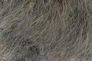 por encima de la vista de la hierba seca agazapada en el suelo. para el fondo y la textura de la naturaleza y el jardín. foto