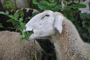 white sheep mammal animal photo