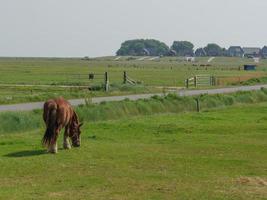 Hallig Hooge in the german north sea photo