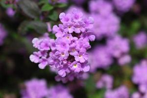 Close up lantana montevidensis is a species of lantana known by many common names, such as trailing lantana, weeping lantana, creeping lantana, small lantana, purple lantana or trailing shrubverbena. photo
