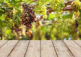Bunches of red wine grapes hanging on the vine photo