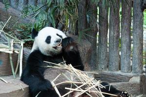 oso panda gigante hambriento comiendo foto