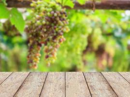 Bunches of red wine grapes hanging on the vine photo