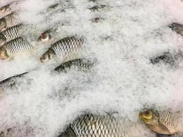 pescado fresco en hielo en el mercado foto