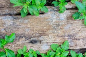 green ivy leaves over wooden background with copy space
