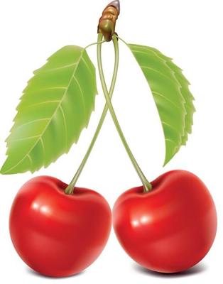 cherry. Fruit vector isolated on white background
