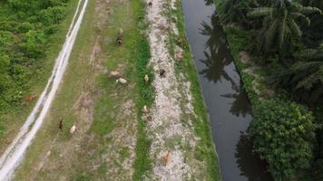 Aerial view look downs group of cows grazing grass video