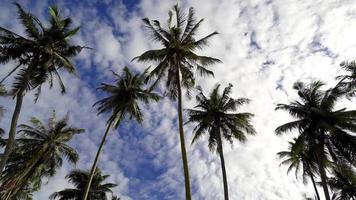 árbol de coco en un día soleado azul video