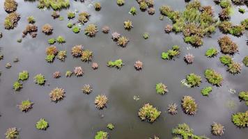 reflexão de vista aérea no lago no pantanal video