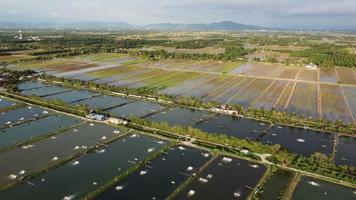 Aerial view fish, shrimp farm and paddy field video
