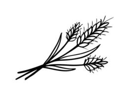 las espiguillas de trigo son un boceto vectorial dibujado a mano de garabatos. para menús de cafetería y panadería vector