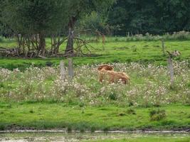 vacas en un prado alemán foto