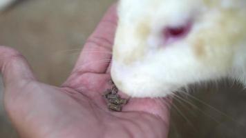 cerrar conejo comer comida de la mano video