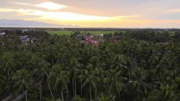 Aerial hdr view green coconut plantation video