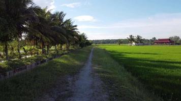 filmiskt drag på skuggan av kokospalmen bredvid risfältet. video