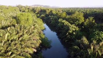 Cinematic move over Nipah tree grow video