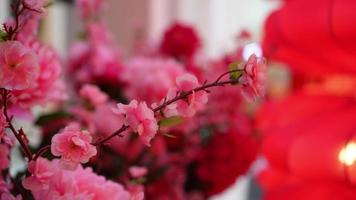Pink artificial cherry blossom flower video